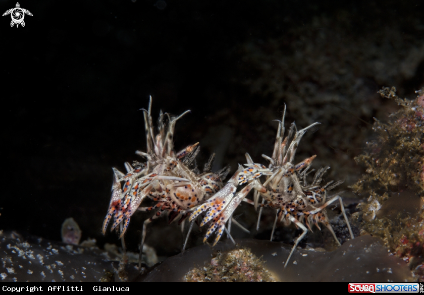 A tiger shrimp