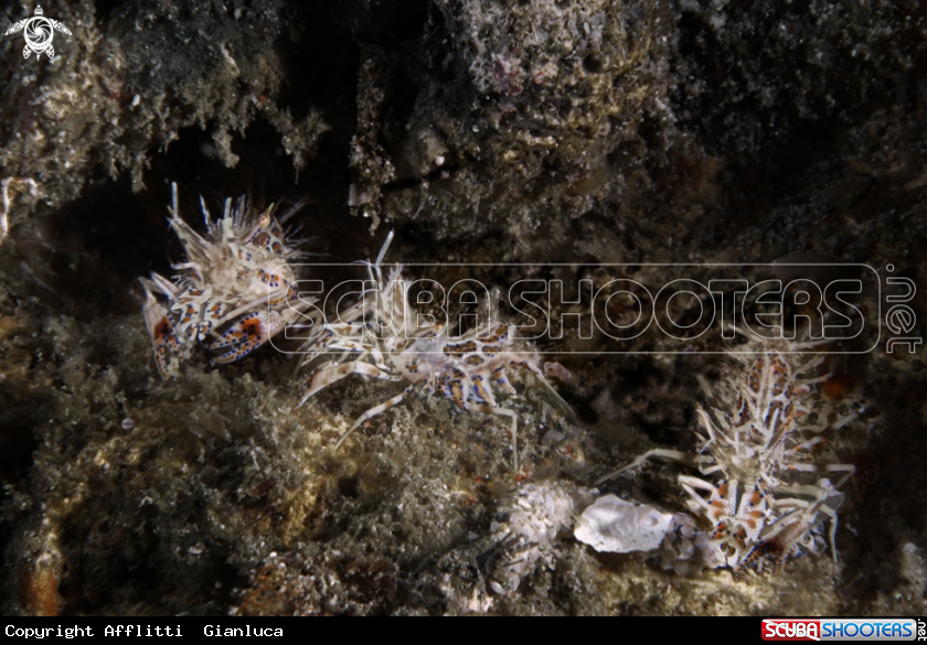 A tiger shrimp