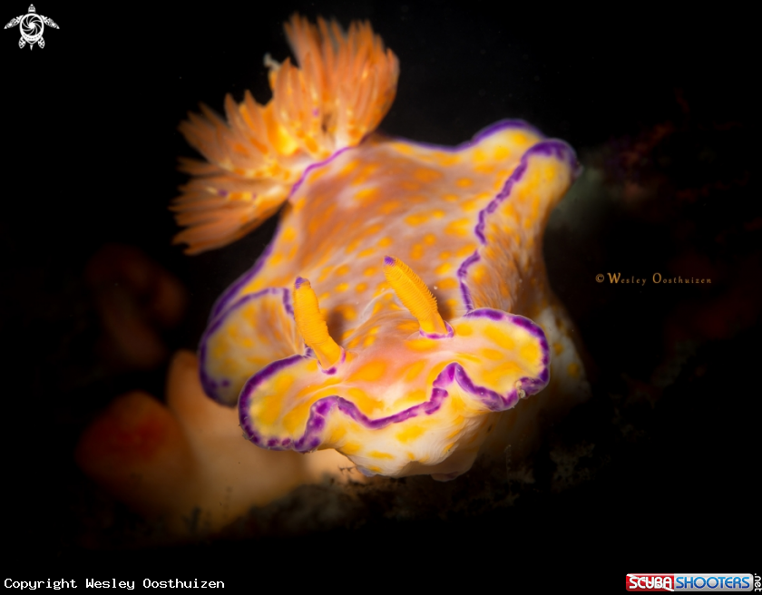A Three-lobed t-bar nudibranch
