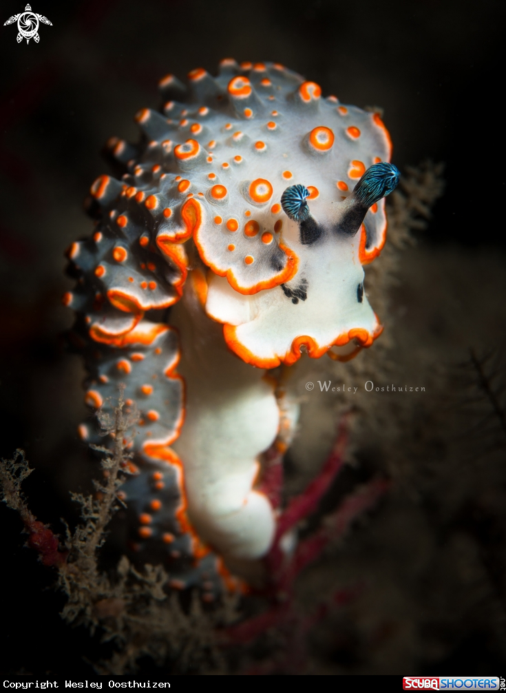 A Dermatobranchus ornatus nudibranch