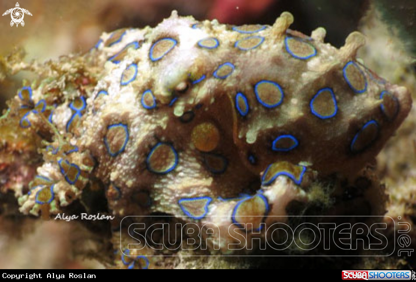 A Hapalochlaena Lunulata
