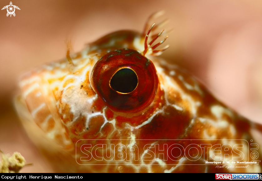 A Fish