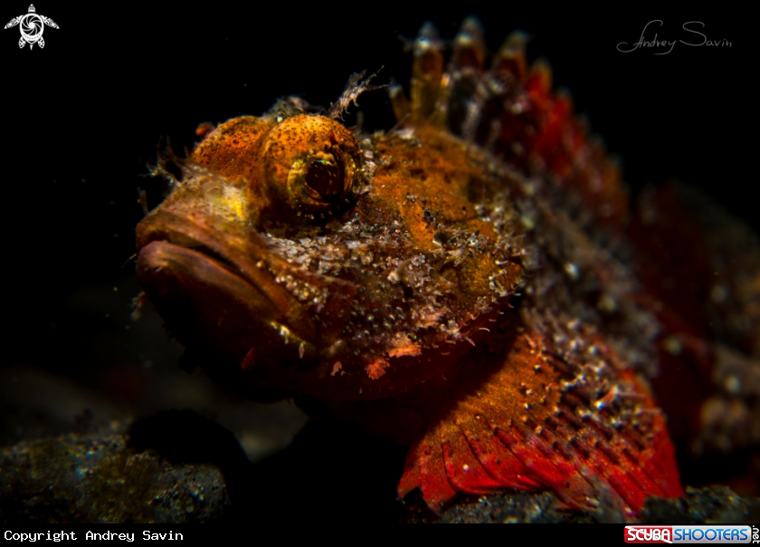 A Scorpion Fish