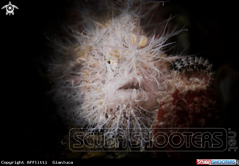 A hairy frog