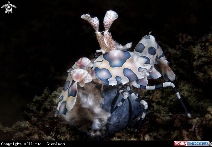 A arlequin shrimp
