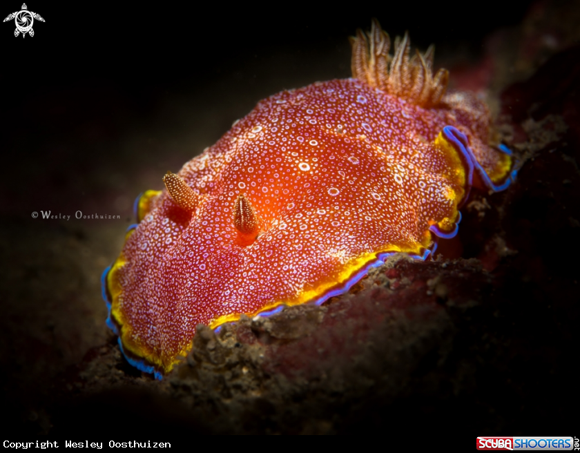A Nudibranch