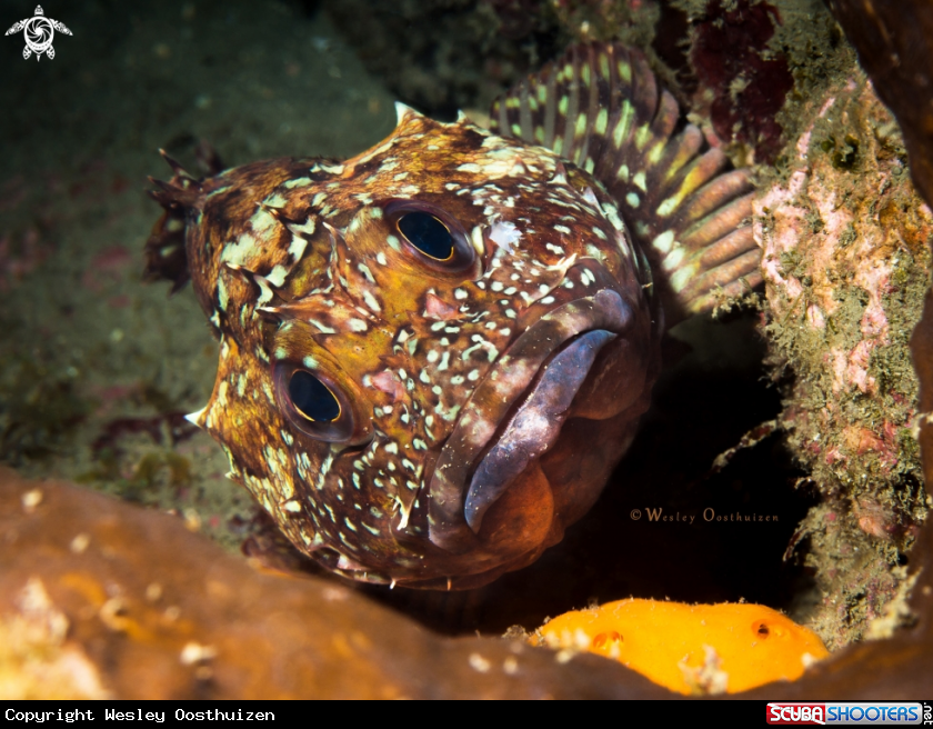 A Scorpionfish