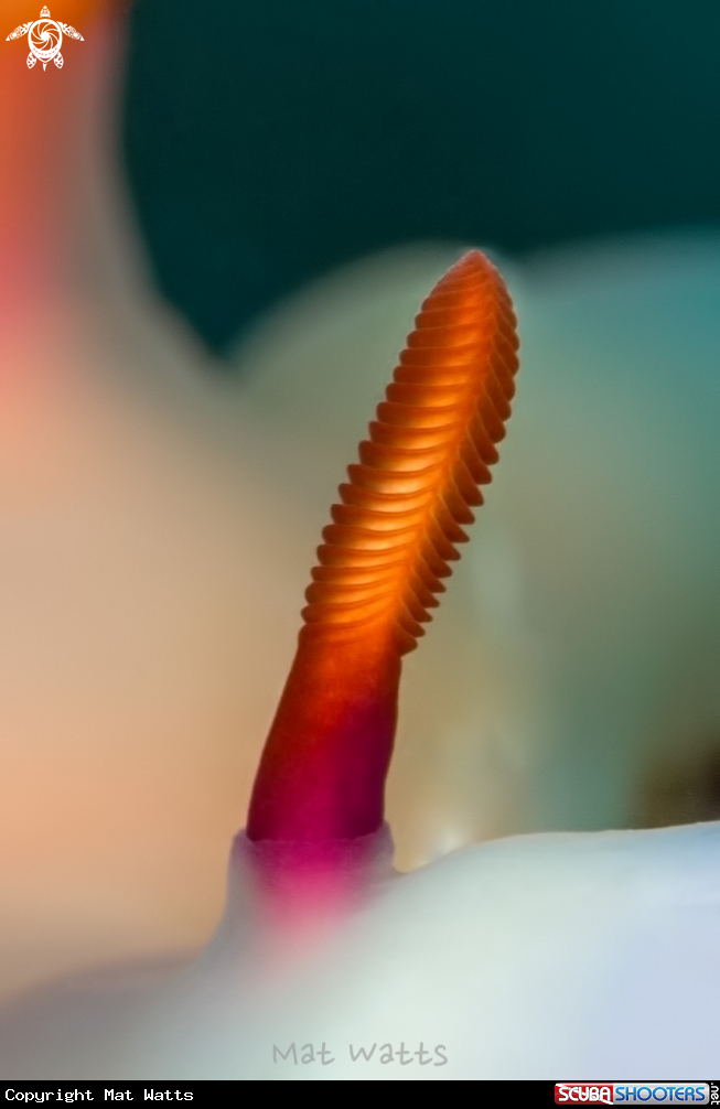 A Rhinophore