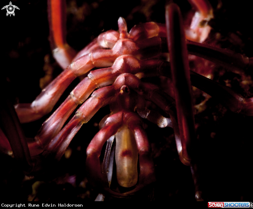 A Sea spider
