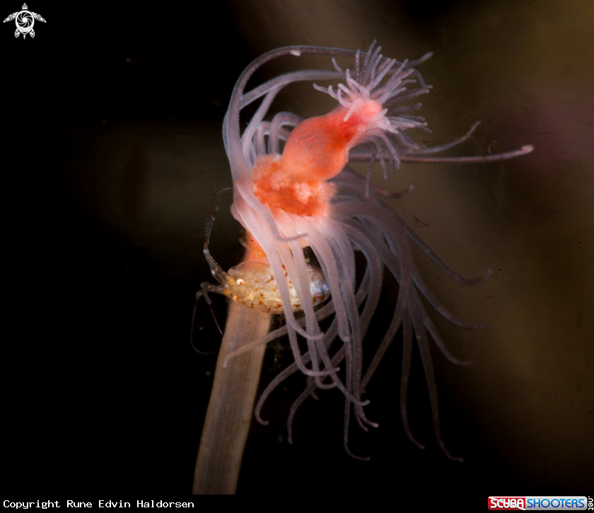 A Ampiphod & hydroid