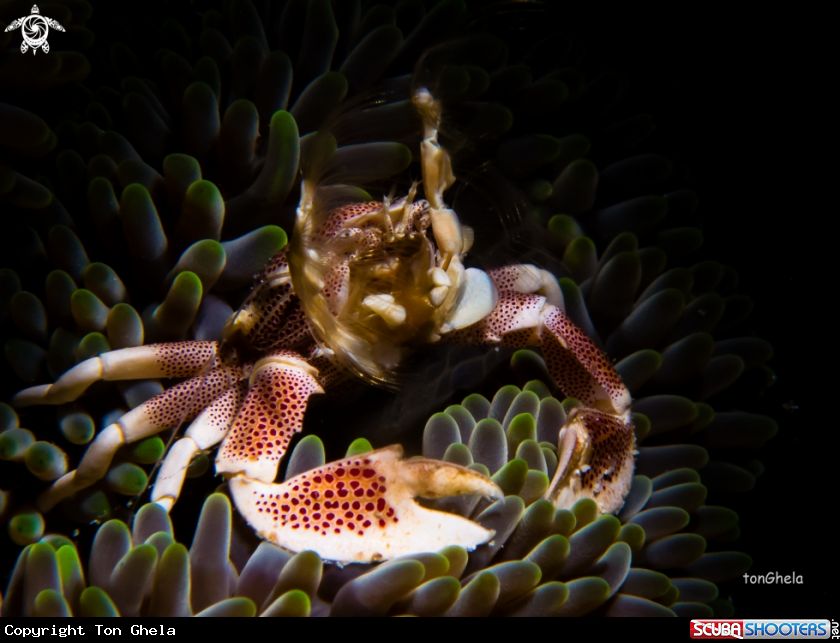A Porcelaine crab