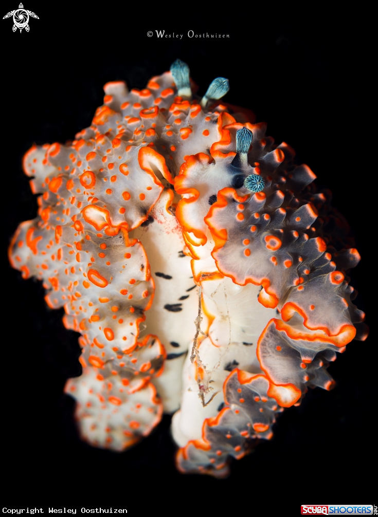 A Nudibranch