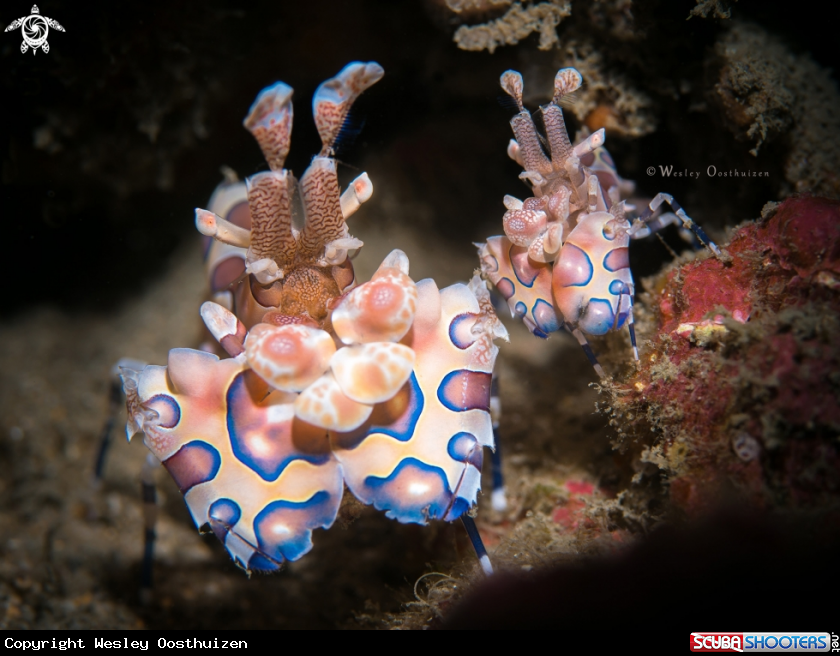 A Harlequin shrimps