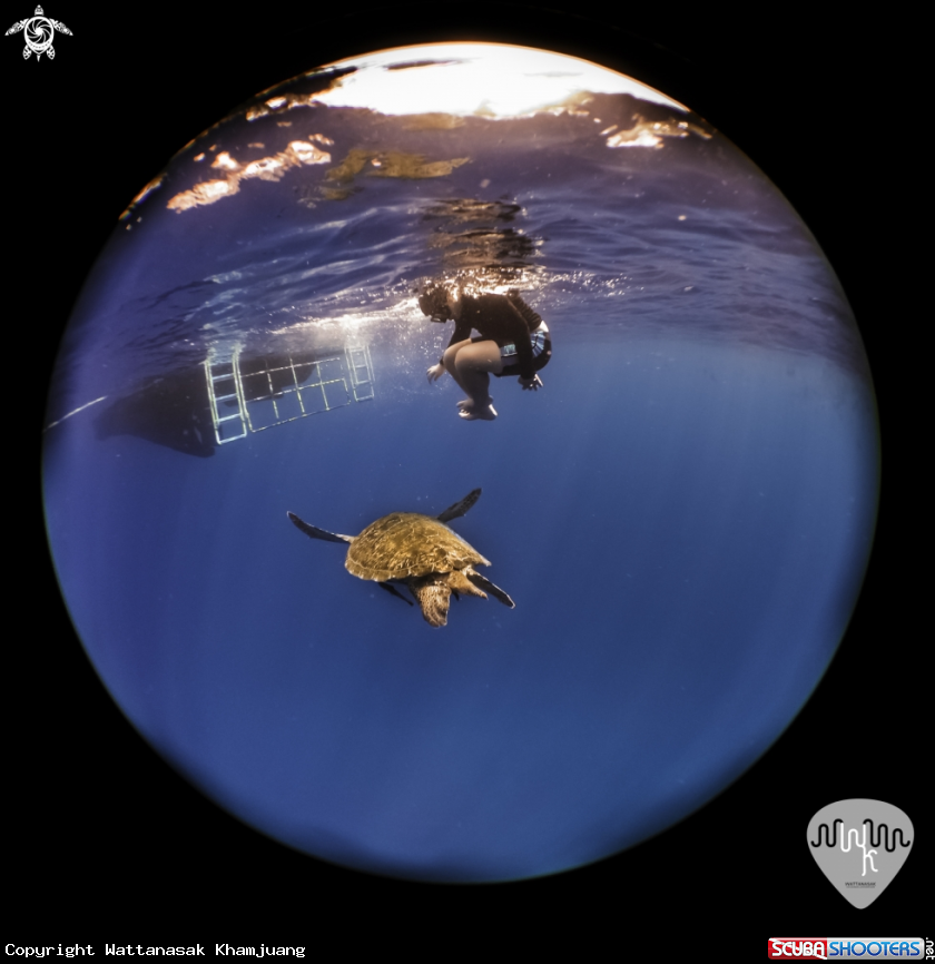 A Green turtle