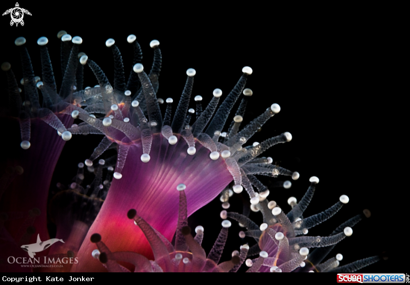 A Strawberry Anemone