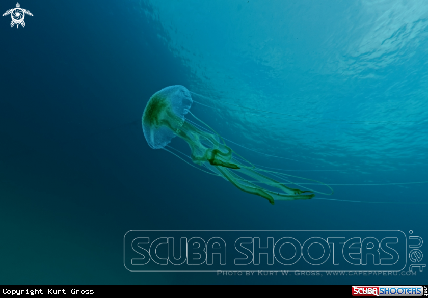 A Jelly Fish