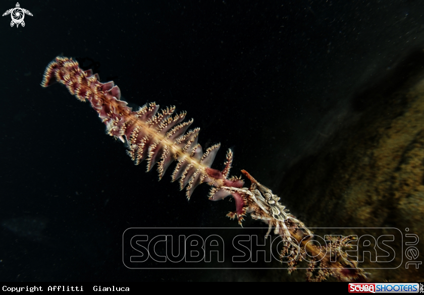 A xeno crab