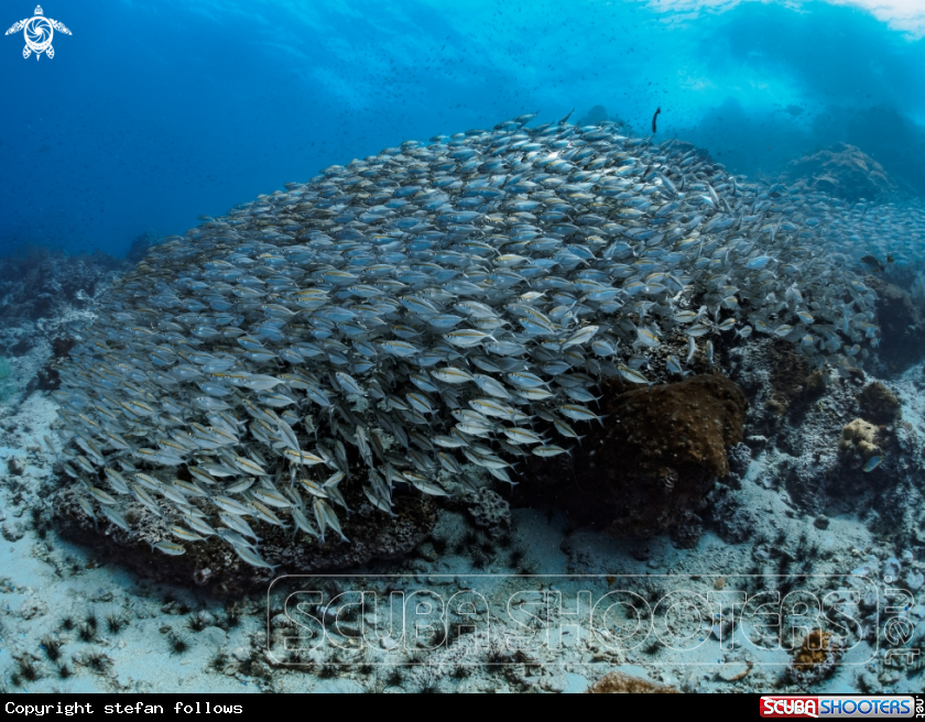 A Oxeye Scad