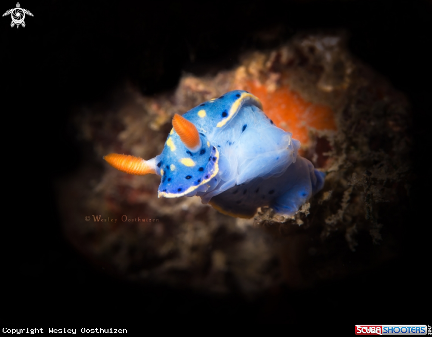 A Painted Hypselodoris nudibranch