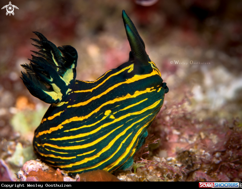 A Bordered Roboastra nudibranch