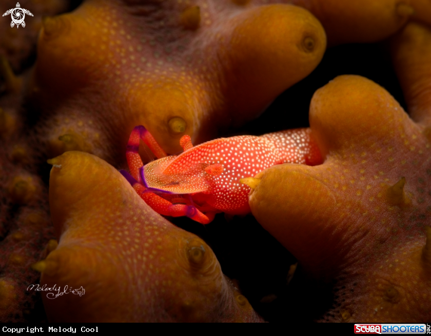 A  empire shrimp 