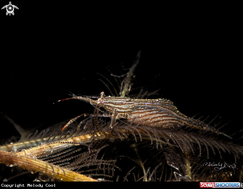 A shrimp 