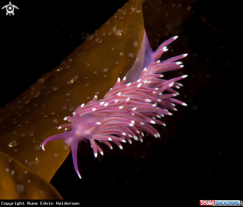 A Flabellina pedata 