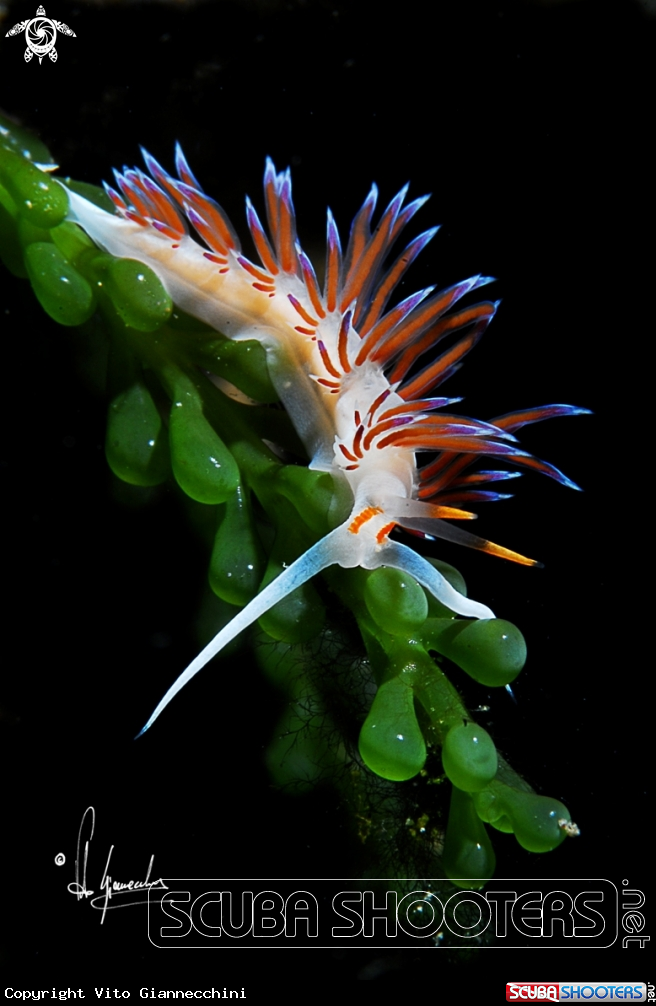 A Cratena