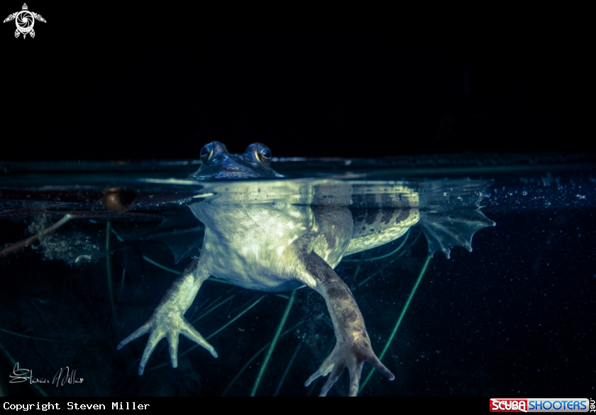 A Bullfrog