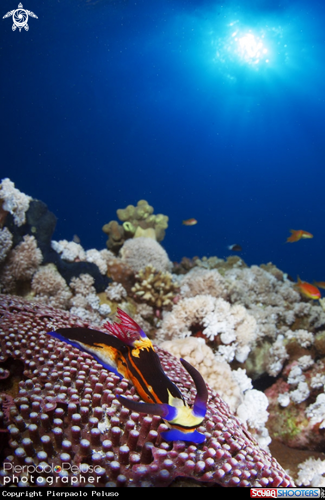 A Nudibranch