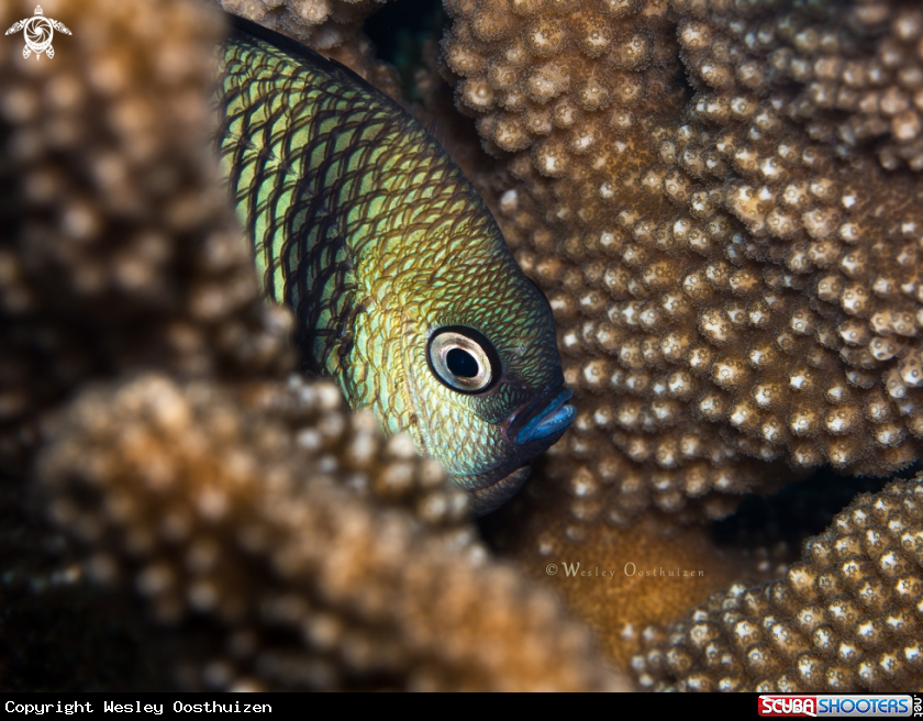 A Two Stripe Damselfish