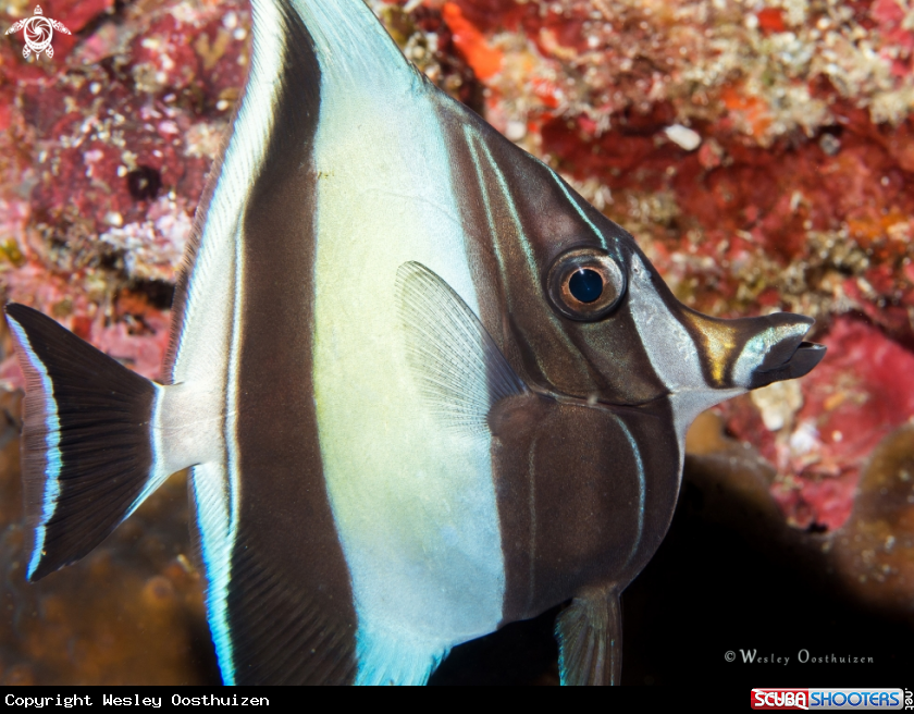 A Moorish idol