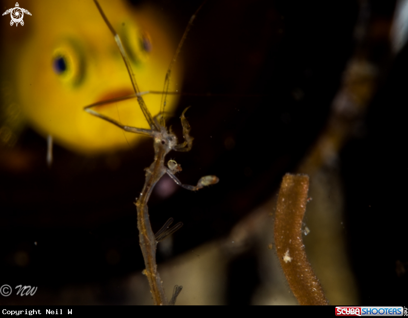 A Lemon Goby with Skeleton Shrimp