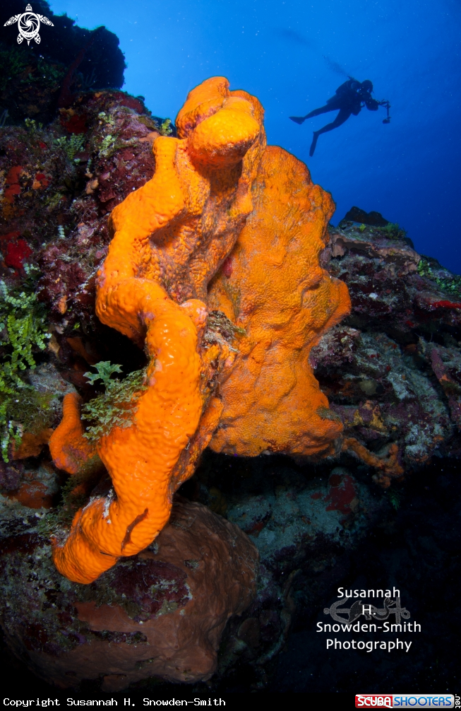 A Elephant Ear Sponge