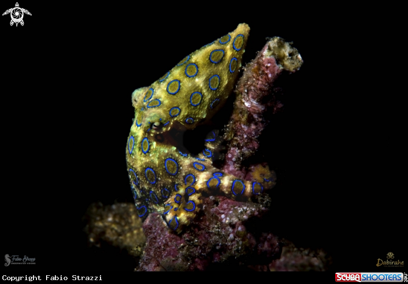 A Blue ring octopus