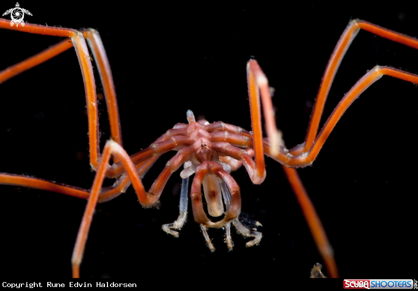 A Sea Spider