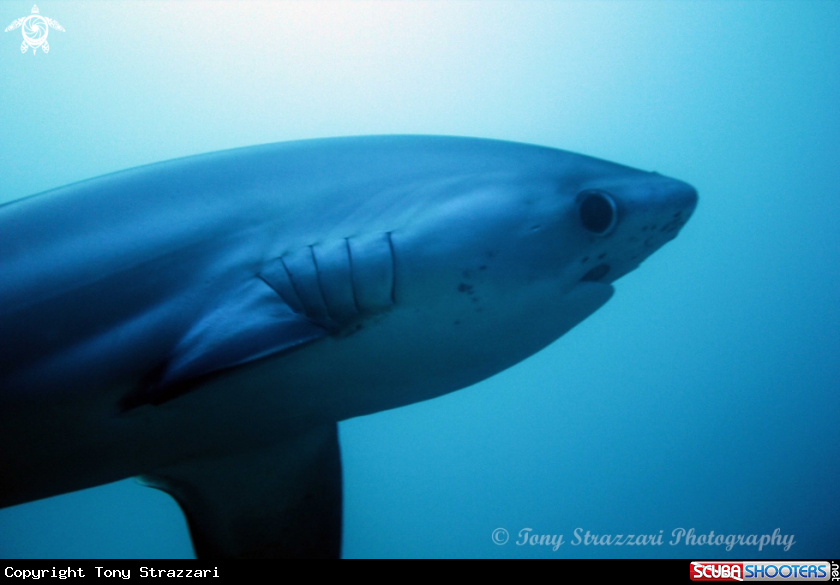 A Thresher shark