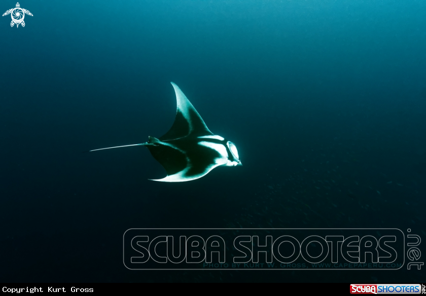 A Ocean Manta