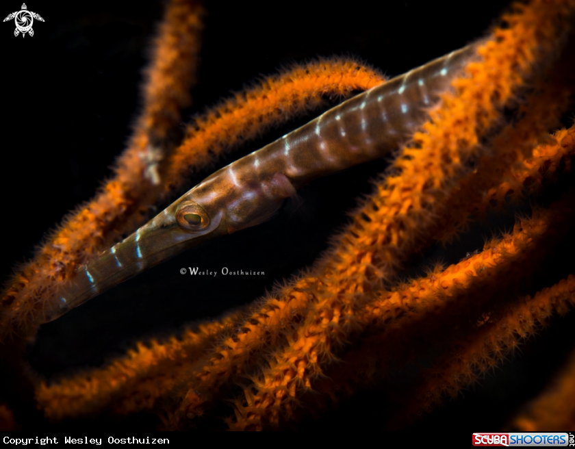 A Juvenile Chinese Trumpetfish