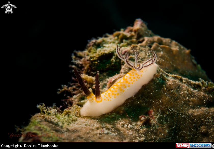 A NUDIBRANCH