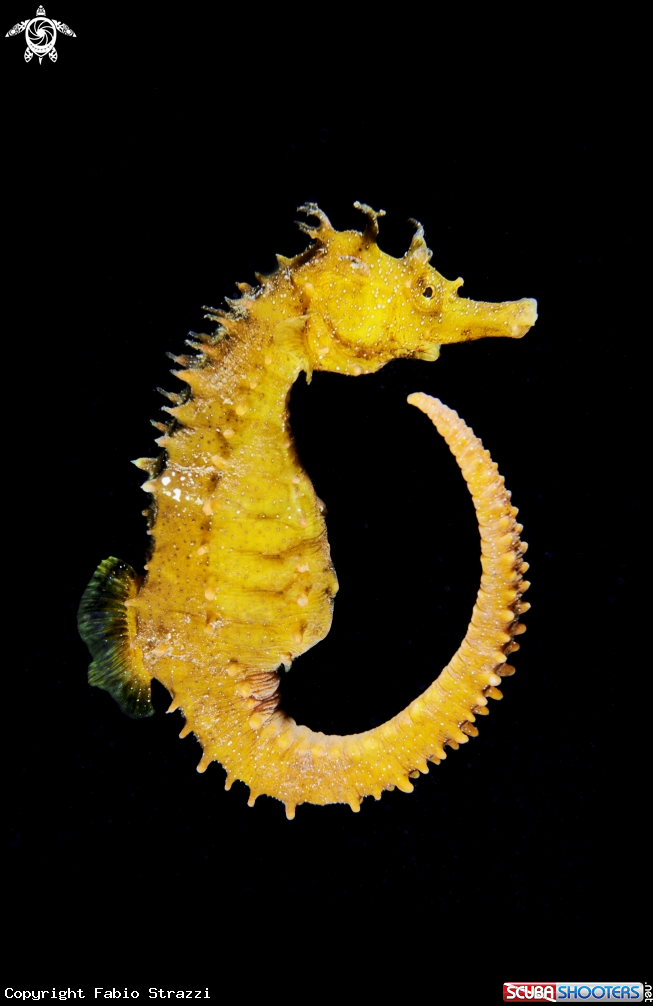 A Hippocampus