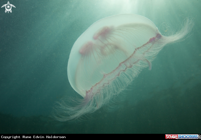 A Jellyfish