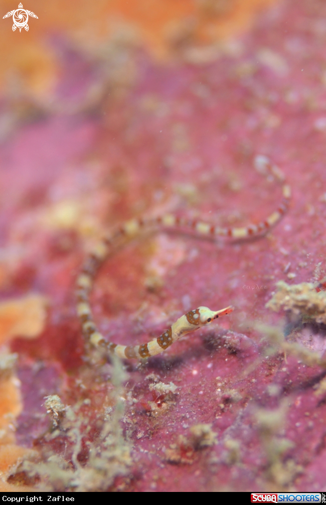 A PIPE FISH