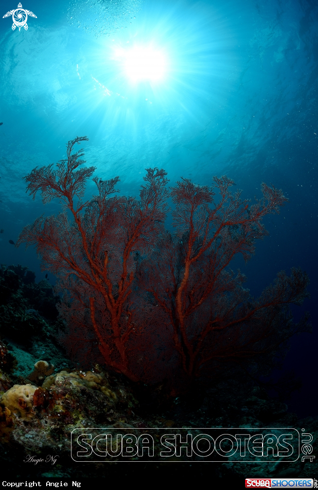 A Sea Fans