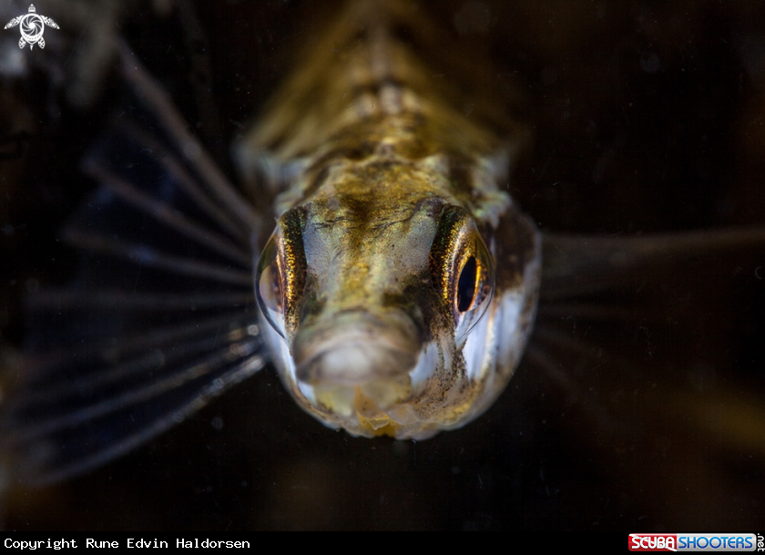 A Stickleback