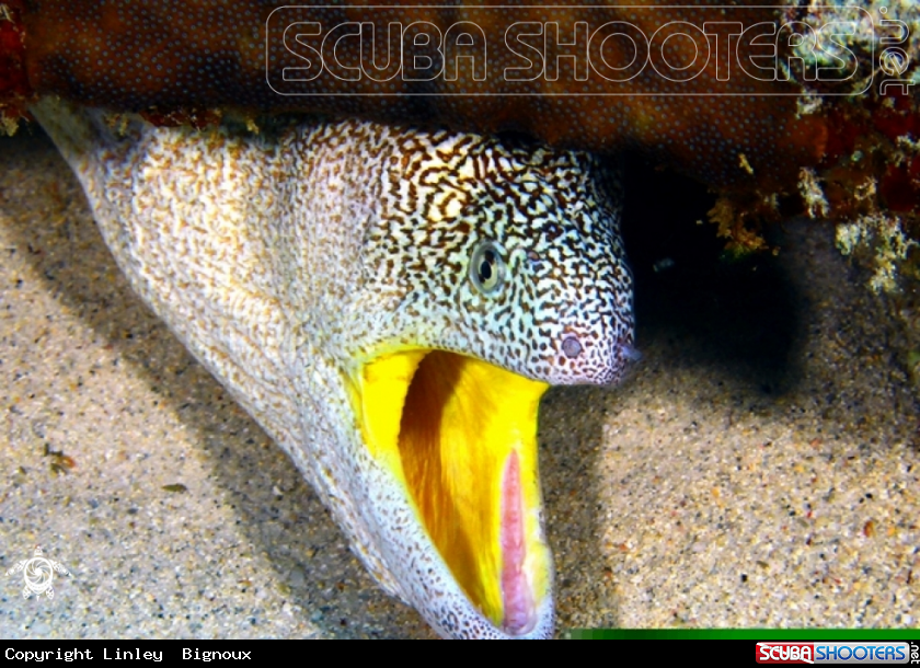 A Gymnothorax nudivomer-Yellowmouth Moray