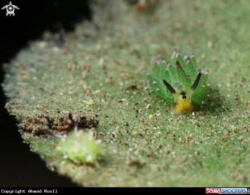 A Costasiella Kuroshimae 