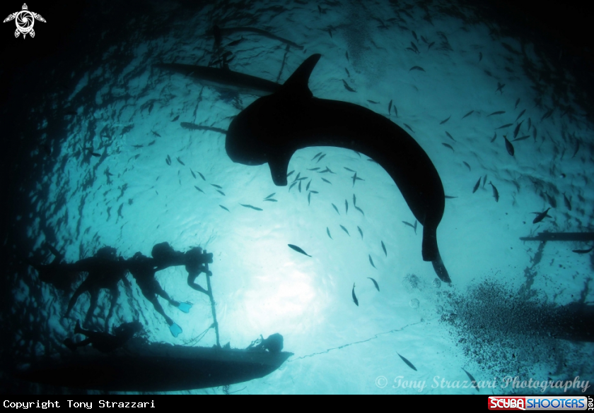A Whale shark