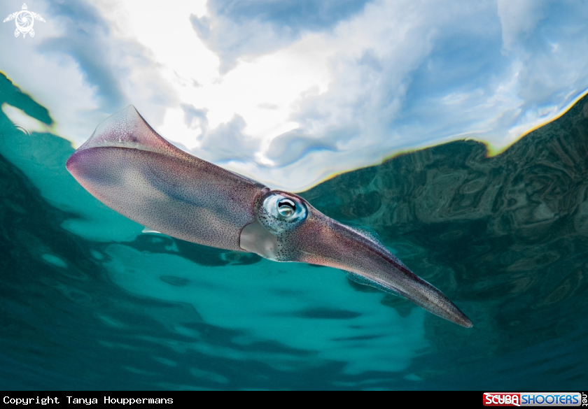 A Caribbean reef squid