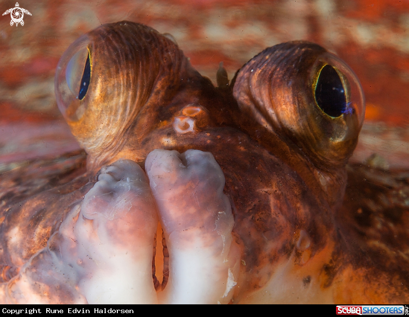 A Flounder